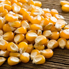 Yellow Corn